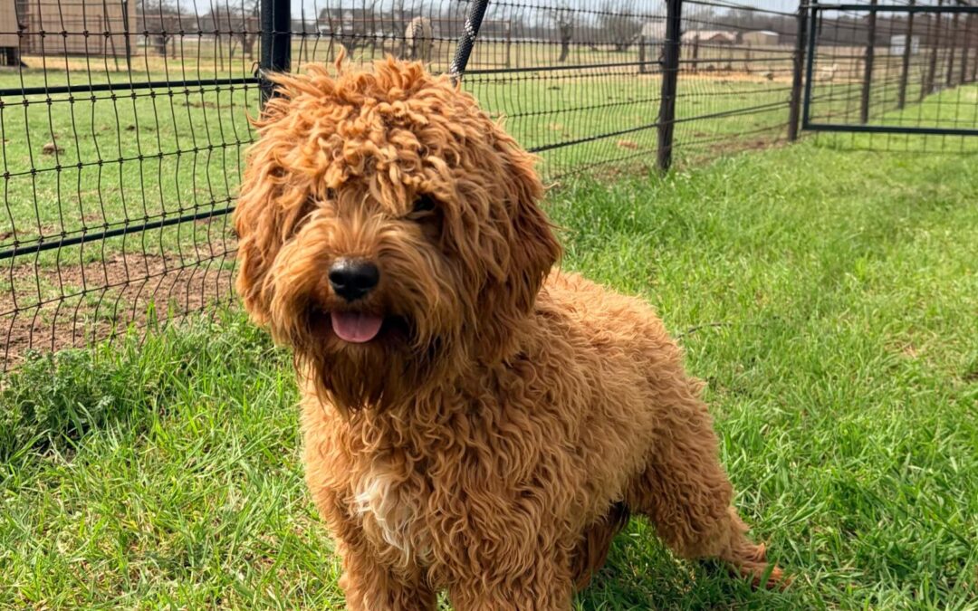 How Much Does It Cost to Groom a Doodle?