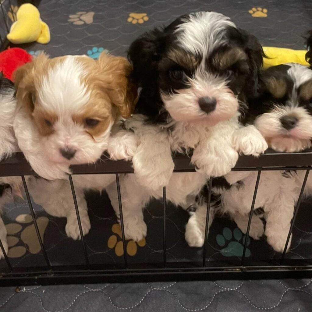 Cavapoo puppies are a blend of Cavalier King Charles Spaniel and Poodle
