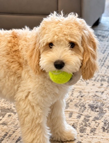 Golden Cavapoo adult out of our 2025 litter. This puppy is half Poodle, a quarter Cavalier and a quarter Golden Retriever. He is 20 lbs