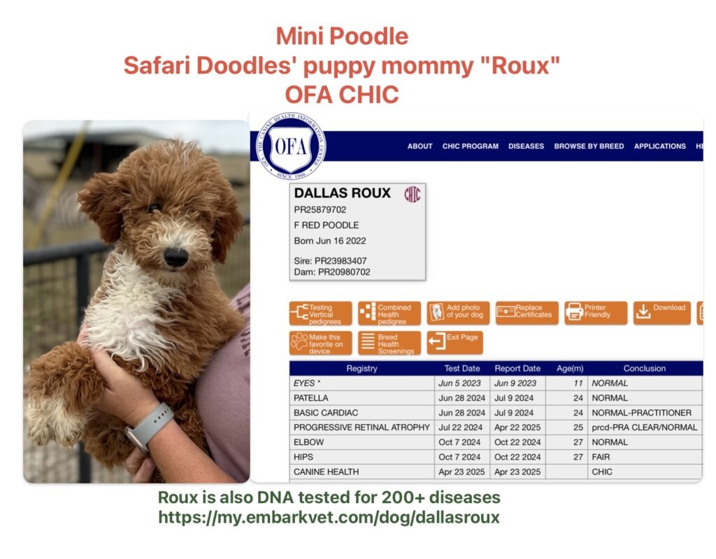 OFA CHIC poodle mom for Safari Doodles, named Roux