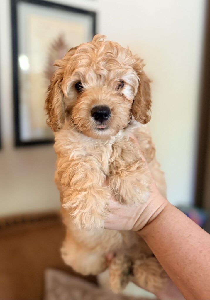 Golden Cavadoodle puppy made by Safari Doodles. This blend is half Poodle and a quarter each of Golden Retriever and Cavalier King Charles Spaniel