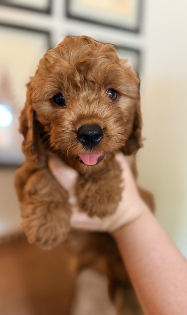 Golden Cavadoodle puppy made by Safari Doodles. This blend is half Poodle and a quarter each of Golden Retriever and Cavalier King Charles Spaniel