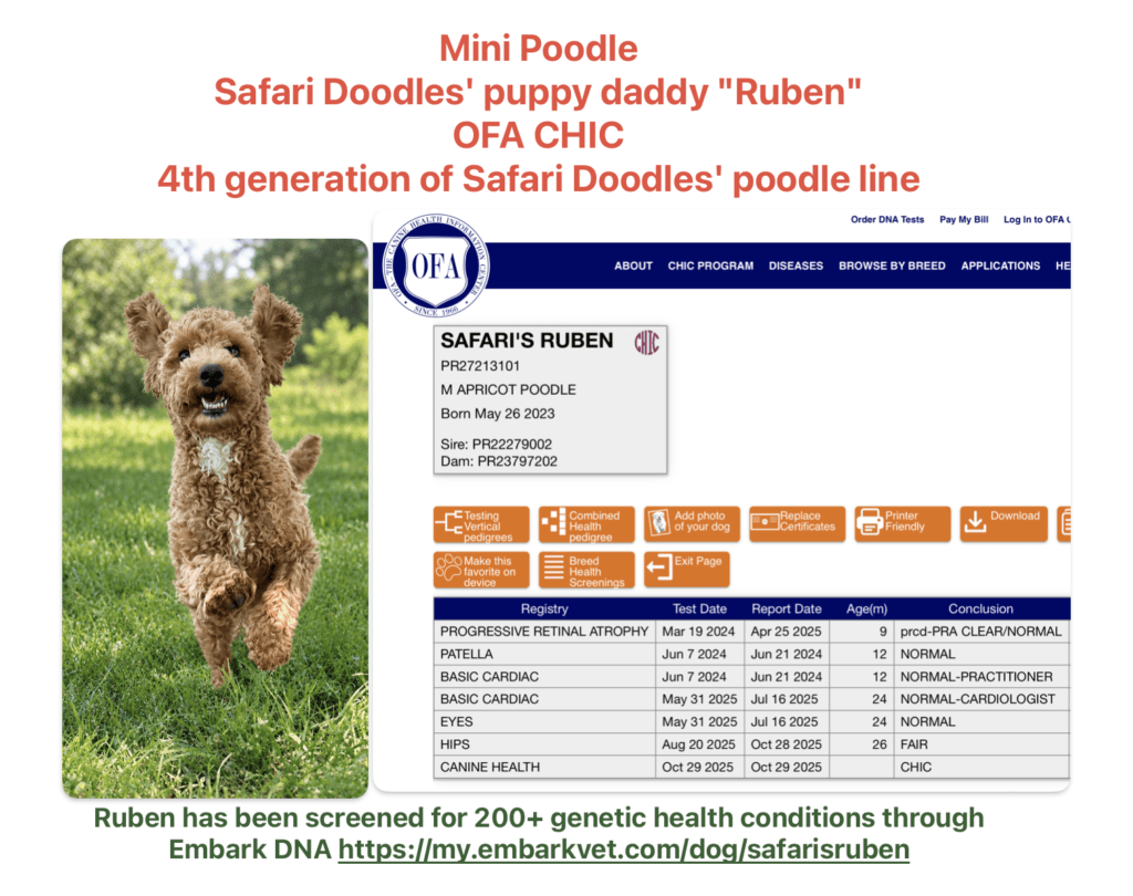 OFA CHIC and DNA data for Ruben a mini poodle dad at Safari Doodles