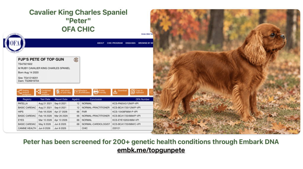 OFA CHIC plus Embark DNA for Peter a CKCS ruby stud dog in Dallas Texas