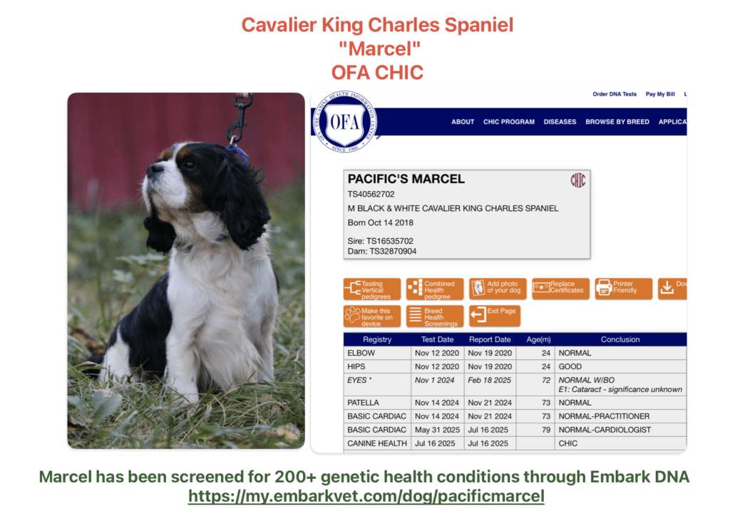 Marcel is a black tri CKCS who is dad to Safari Doodles puppies. He is OFA CHIC plus DNA by Embark. 
