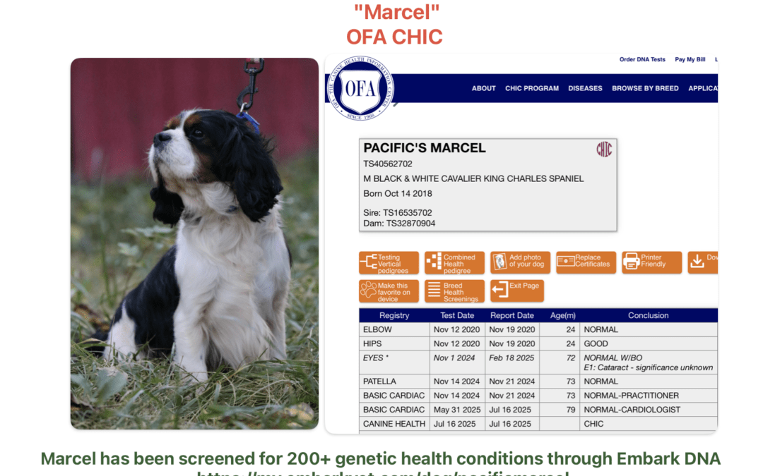 Marcel (dad)