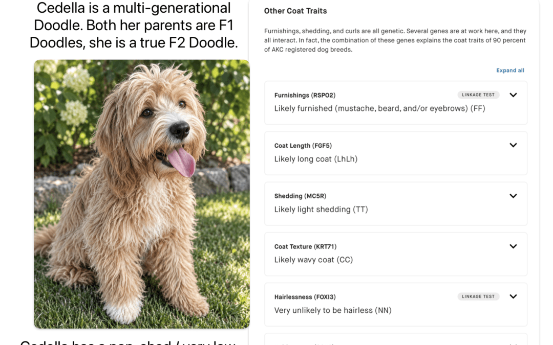 Do Cavapoos and Goldendoodles Shed? Understanding Doodle Coat Genetics