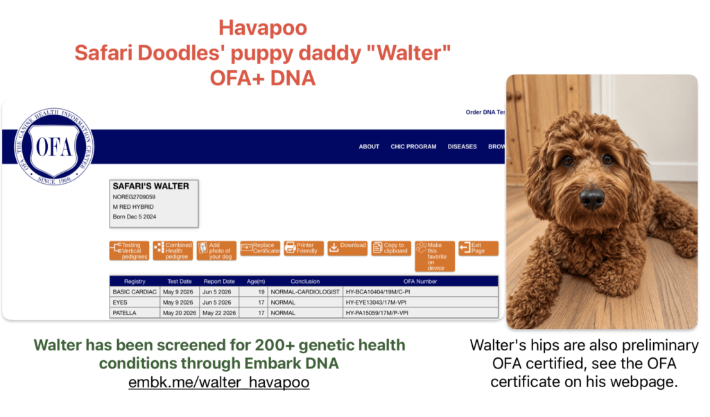 OFA report and DNA link of Safari's Walter who is a dark red color Havapoo stud for Safari Doodles of Texas. 