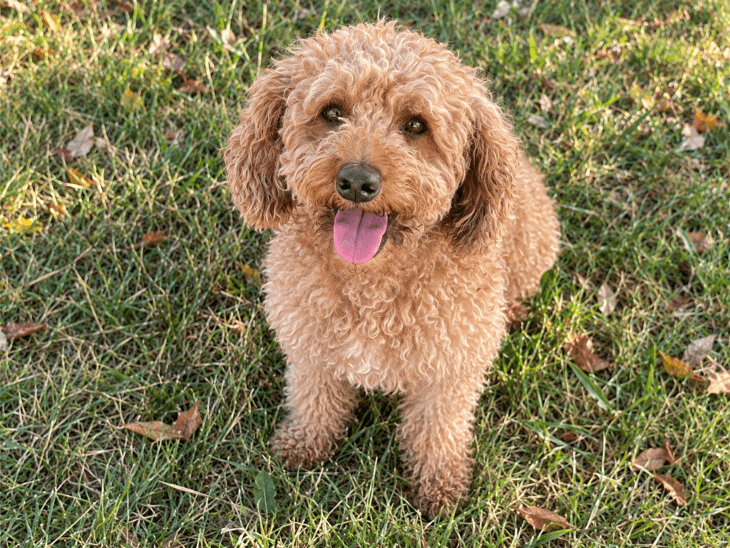 mini poodle apricot sitting in grass