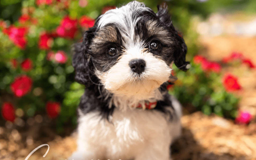 Why Does a Well-Bred Goldendoodle or Cavapoo Cost More? What Makes a Safari Doodle Different