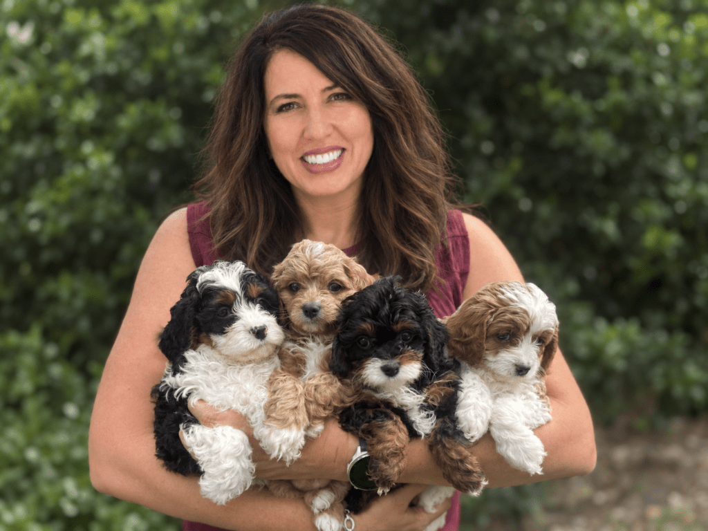 Danise of Safari Doodles with Cavapoo puppies