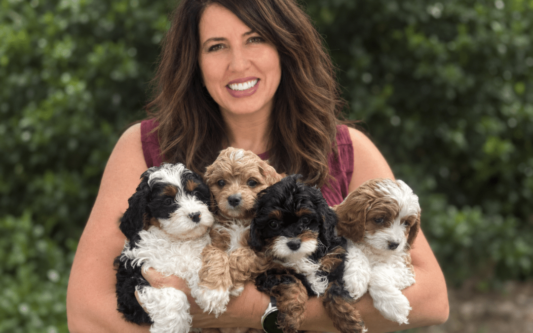 Choosing a Mini Goldendoodle Breeder in Texas: Why Experience and Puppy Matching Matter
