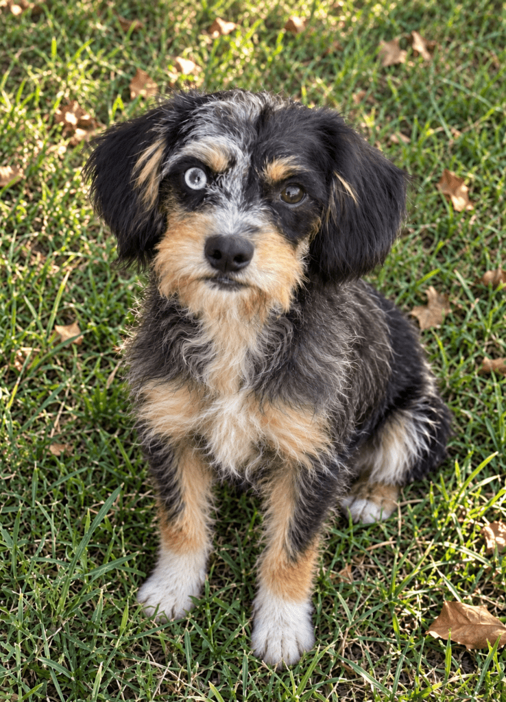 Kiwi is half Cavalier and is a mother of Cavapoo puppies at Safari Doodles in Dallas 