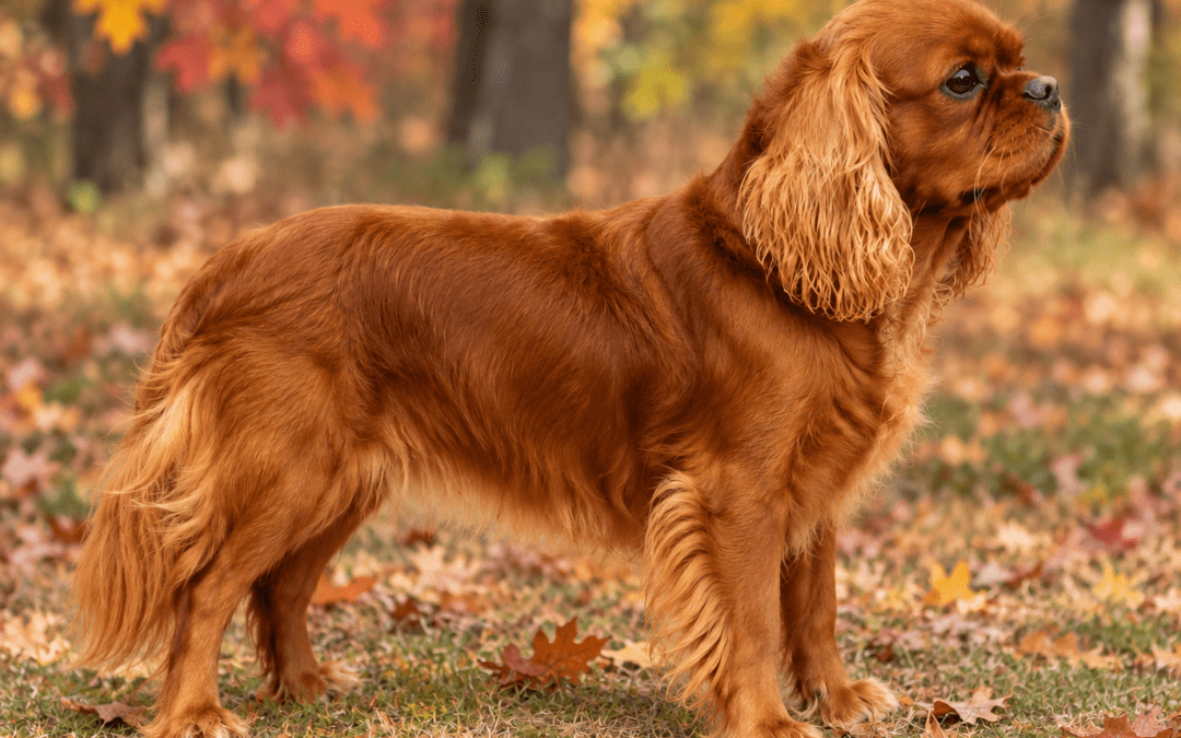 Cavapoo Health: Why Crossing a Cavalier King Charles Spaniel With a Poodle Can Improve Genetic Diversity