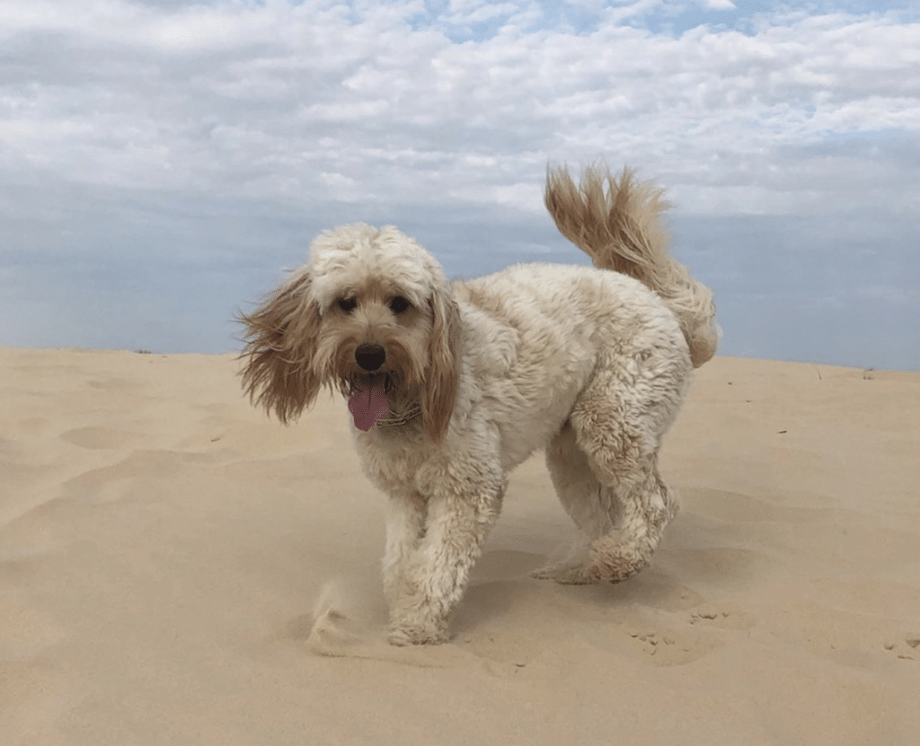 Thomas Edison is a Golden Cavadoodle who is 35lbs and made by Safari Doodles in 2018