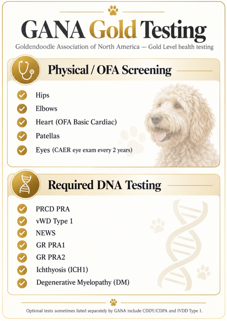 Safari Doodles goes beyond GANA Gold health testing with broader DNA screening, cardiologist heart evaluations, and echocardiograms on many breeding dogs. Learn what GANA Gold requires and how Safari Doodles takes health testing further.